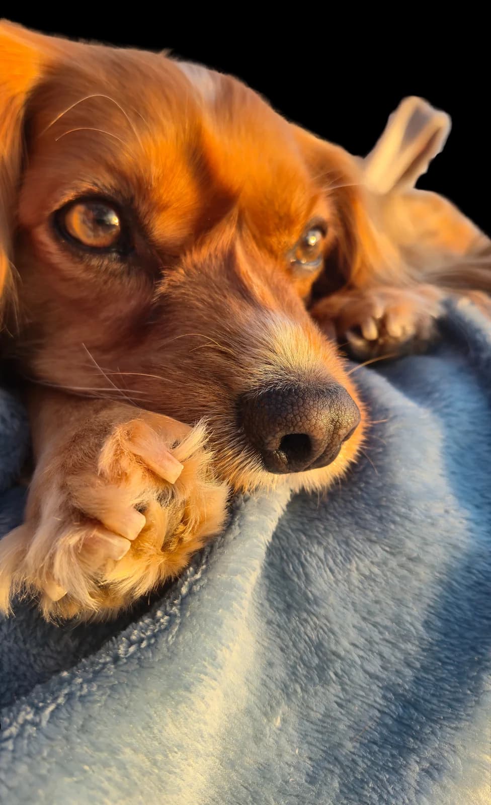 Close-up of Chloe
