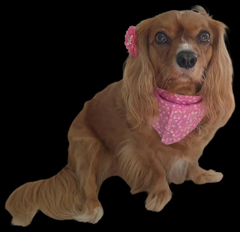 Chloe wearing a pink bandana