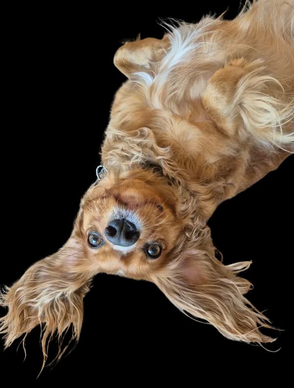 Chloe upside down and playful