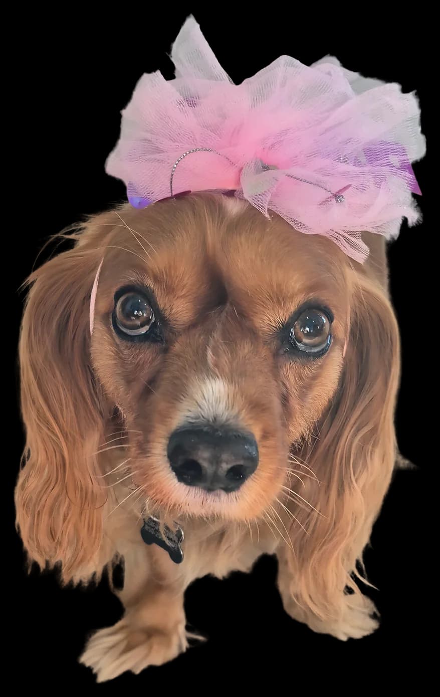 Chloe wearing a pink bow