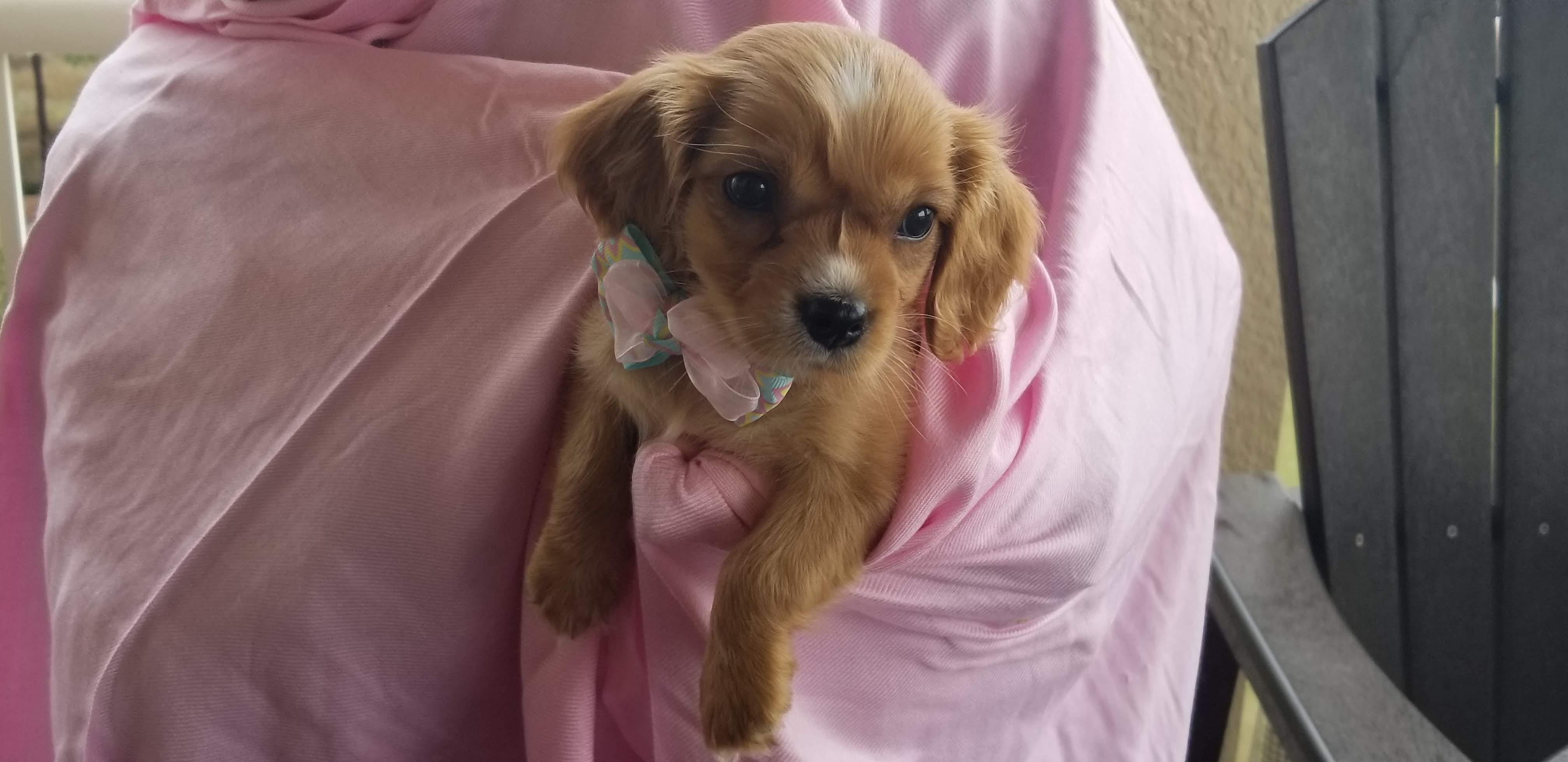 Chloe as a puppy